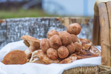 Gün ışığı. Mantarlar. Bal mantarı. Sepetin içindeler. küçük alan derinliği.