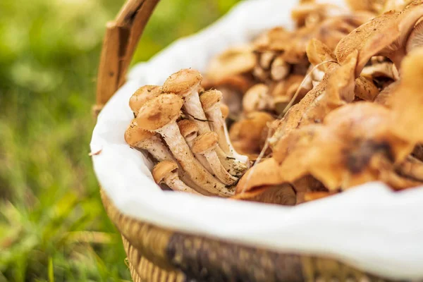 Daglicht. paddenstoelen. Honing champignons. Ze liggen in de mand. geringe scherptediepte. — Stockfoto