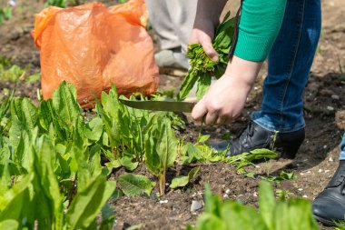 Gün ışığı. Bahçe. Sorrel orada yetişiyor. Eller kökleri keser ve toplar. Yakın plan..