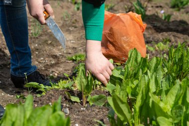 Gün ışığı. Bahçe. Sorrel orada yetişiyor. Eller kökleri keser ve toplar. Yakın plan..