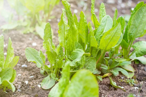 Daylight Garden Sorrel Grows Close — Stock Photo, Image