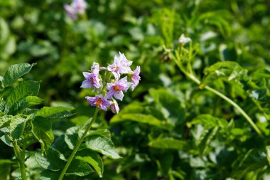 Gün ışığı. Patates çiçeği. Yakın plan. Büyüyen ekolojik ürünler. Kimya kullanmadan