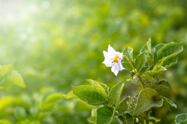 Gün ışığı. Patates çiçeği. Yakın plan. Büyüyen ekolojik ürünler. Kimya kullanmadan