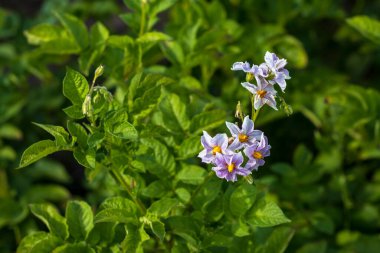 Gün ışığı. Patates çiçeği. Yakın plan. Büyüyen ekolojik ürünler. Kimya kullanmadan