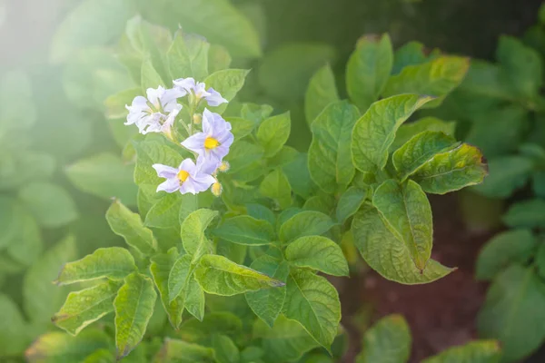 Дневной Свет Картофельный Цветок Крупный План Выращивание Экологических Продуктов Использования — стоковое фото