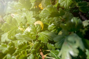 Gün ışığı. Üzümlü çalı yeşil bir böğürtlen. Olgunlaşmış. Yakın plan.