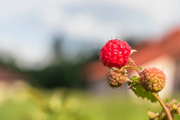 Denní Světlo Malinový Keř Něm Červený Bobule Dozrál Detailní Záběr — Stock fotografie