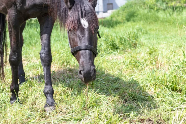 Luz Del Día Caballo Negro Comiendo Hierba Prado Primer Plano —  Fotos de Stock