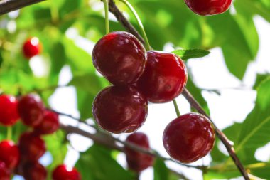 Ağaçtaki kırmızı kiraz dalları. Böğürtlen topluyorum Yakın plan..