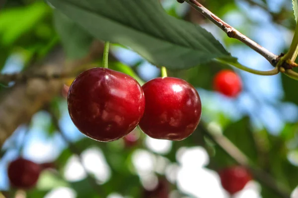 Branche Cerises Mûres Rouges Sur Arbre Cueillette Des Baies Gros — Photo