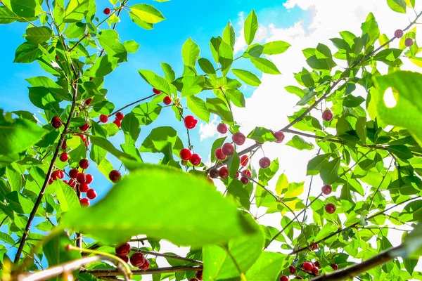 Branche Cerises Mûres Rouges Sur Arbre Cueillette Des Baies Gros — Photo