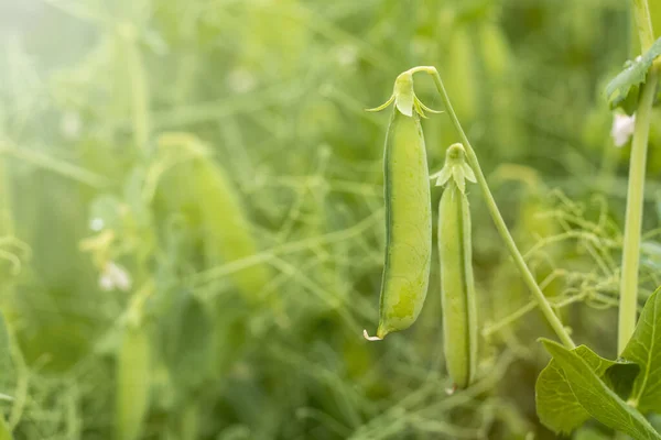 Daylight. shallow depth of field. Peas are blooming in the garden. Natural pure product without the use of chemicals