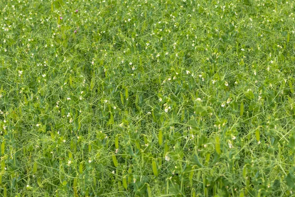 Daylight. shallow depth of field. Peas are blooming in the garden. Natural pure product without the use of chemicals