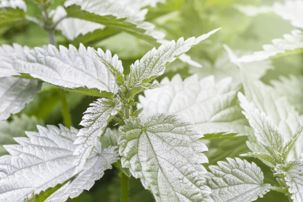 natural lighting of the frame. Wild, flower. The nettle is growing. The leaves are not of the usual color. Weed. Close-up