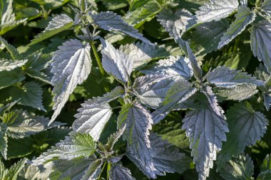 Çerçevenin doğal aydınlatması. Vahşi, çiçek. Isırgan otu büyüyor. Yapraklar her zamanki renkte değil. Esrar. Yakın plan.