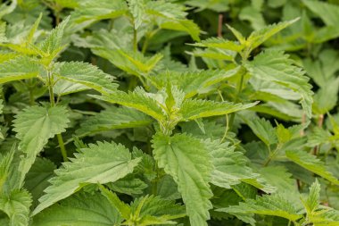 Çerçevenin doğal aydınlatması. Vahşi, çiçek. Isırgan otu büyüyor. Esrar. Yakın plan.