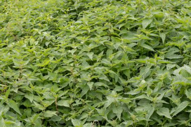 Çerçevenin doğal aydınlatması. Vahşi, çiçek. Isırgan otu büyüyor. Esrar. Yakın plan.