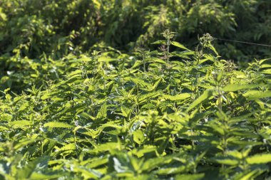 Çerçevenin doğal aydınlatması. Vahşi, çiçek. Isırgan otu büyüyor. Esrar. Yakın plan.