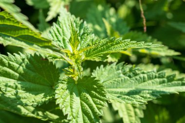 Çerçevenin doğal aydınlatması. Vahşi, çiçek. Isırgan otu büyüyor. Esrar. Yakın plan.