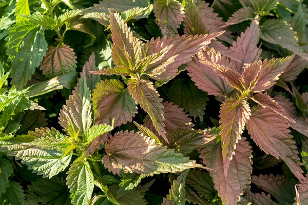 natural lighting of the frame. Wild, flower. The nettle is growing. The leaves are not of the usual color. Weed. Close-up