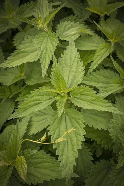 natural lighting of the frame. Wild, flower. The nettle is growing. Weed. Close-up