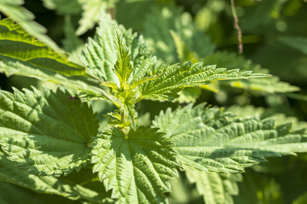 natural lighting of the frame. Wild, flower. The nettle is growing. Weed. Close-up