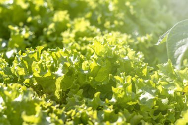 Çerçevenin doğal aydınlatması. Bahçede yeşil marul yaprakları, sebze bahçesi. Eko ürünü kimyasallar olmadan yetiştirilir..