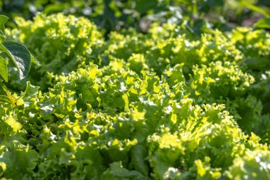 Çerçevenin doğal aydınlatması. Bahçede yeşil marul yaprakları, sebze bahçesi. Eko ürünü kimyasallar olmadan yetiştirilir..
