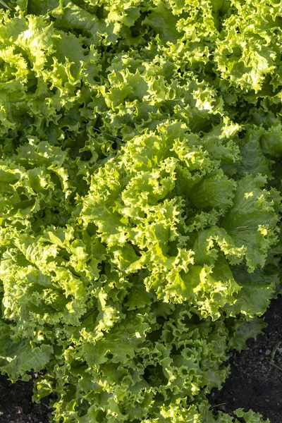 Natürliche Beleuchtung Des Rahmens Grüne Salatblätter Garten Gemüsegarten Ökoprodukt Wird — Stockfoto