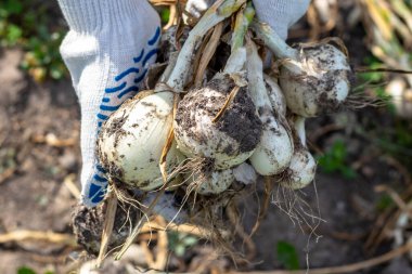 Parlak güneşli bir gün. Taze beyaz soğan hasat ediyorum. Pamuk eldivenlerde insan eli