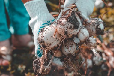 Parlak güneşli bir gün. Taze beyaz soğan hasat ediyorum. Pamuk eldivenlerde insan eli