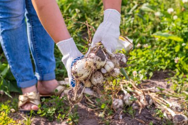 Parlak güneşli bir gün. Taze beyaz soğan hasat ediyorum. Pamuk eldivenlerde insan eli