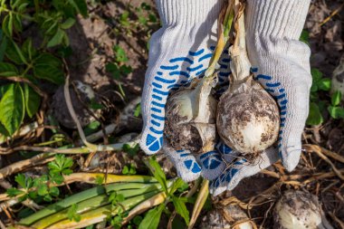 Parlak güneşli bir gün. Taze beyaz soğan hasat ediyorum. Pamuk eldivenlerde insan eli