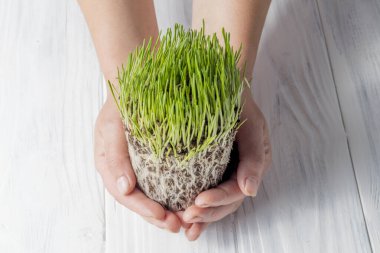 Büyük ve kirli tırnakları olan köylü bir kadının elleri. Küçük bitkiler içerirler.