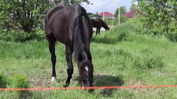 Luz do dia. Um cavalo escuro está comendo grama em um tronco. Um dia ensolarado brilhante. — Vídeo de Stock