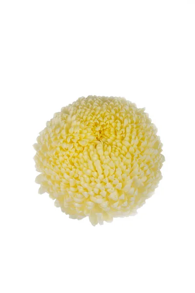 Білий Фон Ніякої Ізоляції Бутон Білий Жовтим Відтінком Хризантема — стокове фото