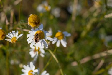 Gün ışığı. Beyaz yapraklı papatya çayı. Yakın plan.
