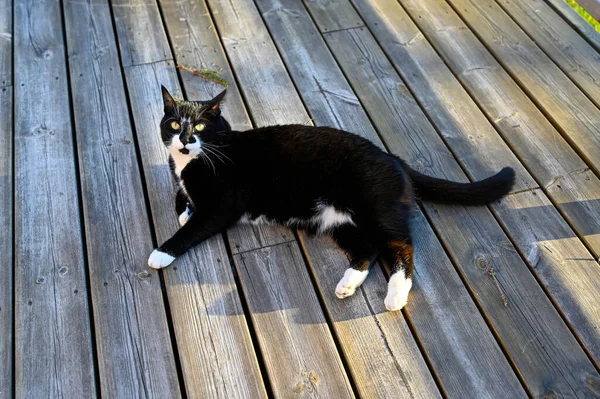 木製のデッキに横になっている黒と白の猫 — ストック写真