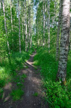 Sakin bir sabah, yeşil ormanda gölgeler içinde yürürken.
