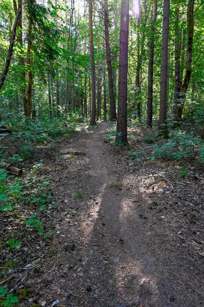 Calmante paseo matutino a través del bosque verde en las sombras —  Fotos de Stock