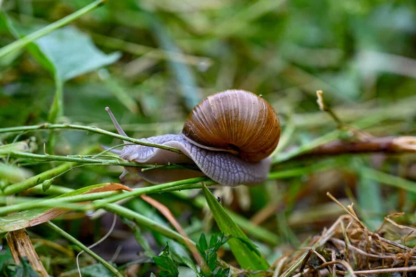 Jedlé hlemýždě šnečí larvy v zahradě ve Švédsku — Stock fotografie