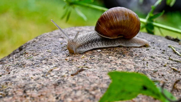 Escargot caracol comestível fora em um jardim na Suécia — Fotografia de Stock
