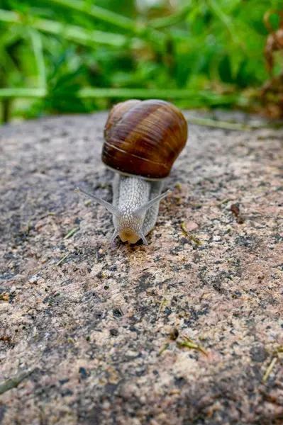 Escargot caracol comestível fora em um jardim na Suécia — Fotografia de Stock