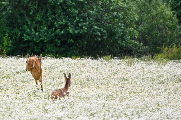 Dwa sarny uciekające i skaczące przez pole — Zdjęcie stockowe