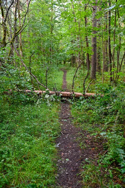 Walking path through forest with fallen tree trunk Royalty Free Stock Photos