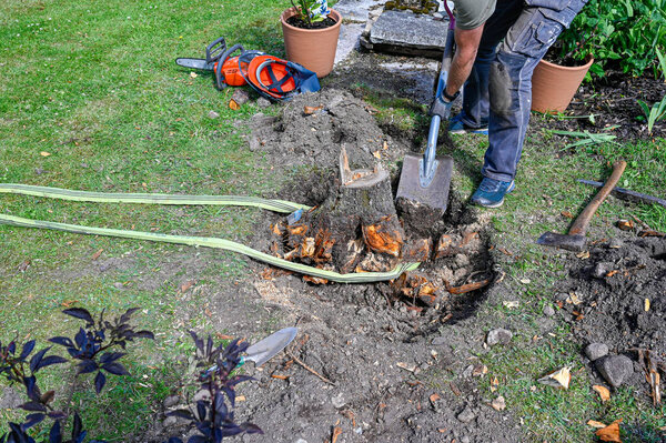 man working har in garden with roots and stump