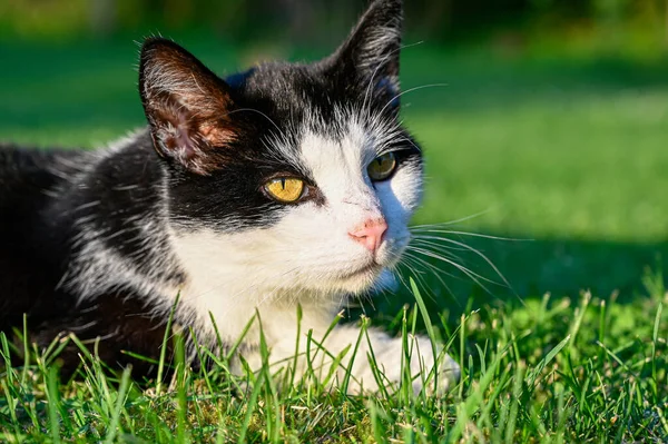緑の草の上に横たわる黒猫と白猫 — ストック写真
