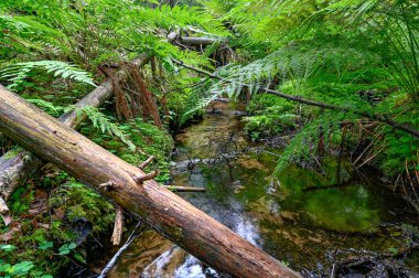 Yeşil eğrelti otunun altından akan küçük bir su akıntısı