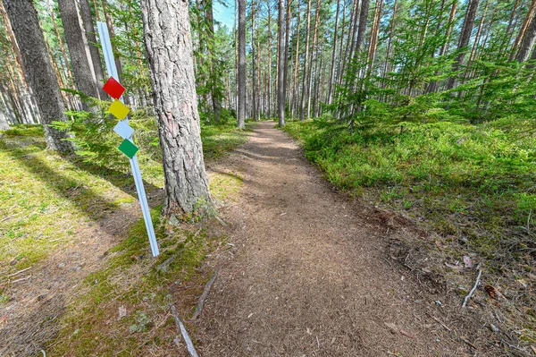 Weg durch einen Kiefernwald in Schweden — Stockfoto