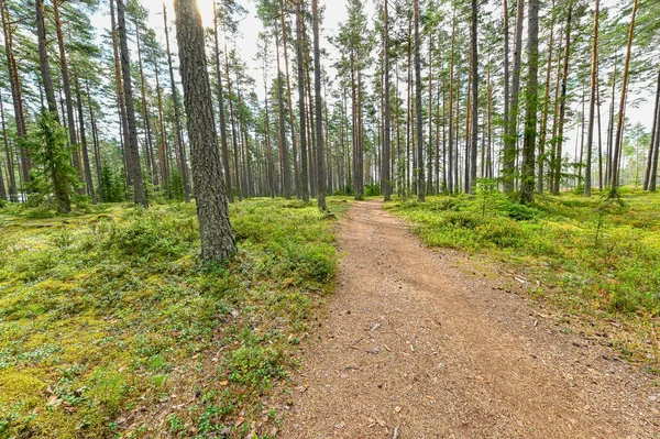 Weg durch einen Kiefernwald in Schweden — Stockfoto